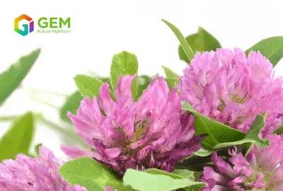 Magical Red Clover Extract