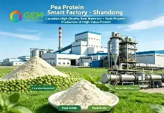Major Pea Protein Factories in China